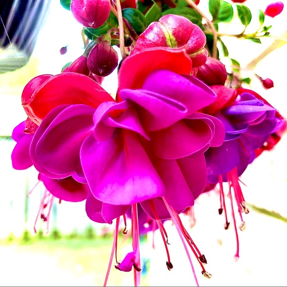 Meet your Posher, Alison - Picture 1 of 3